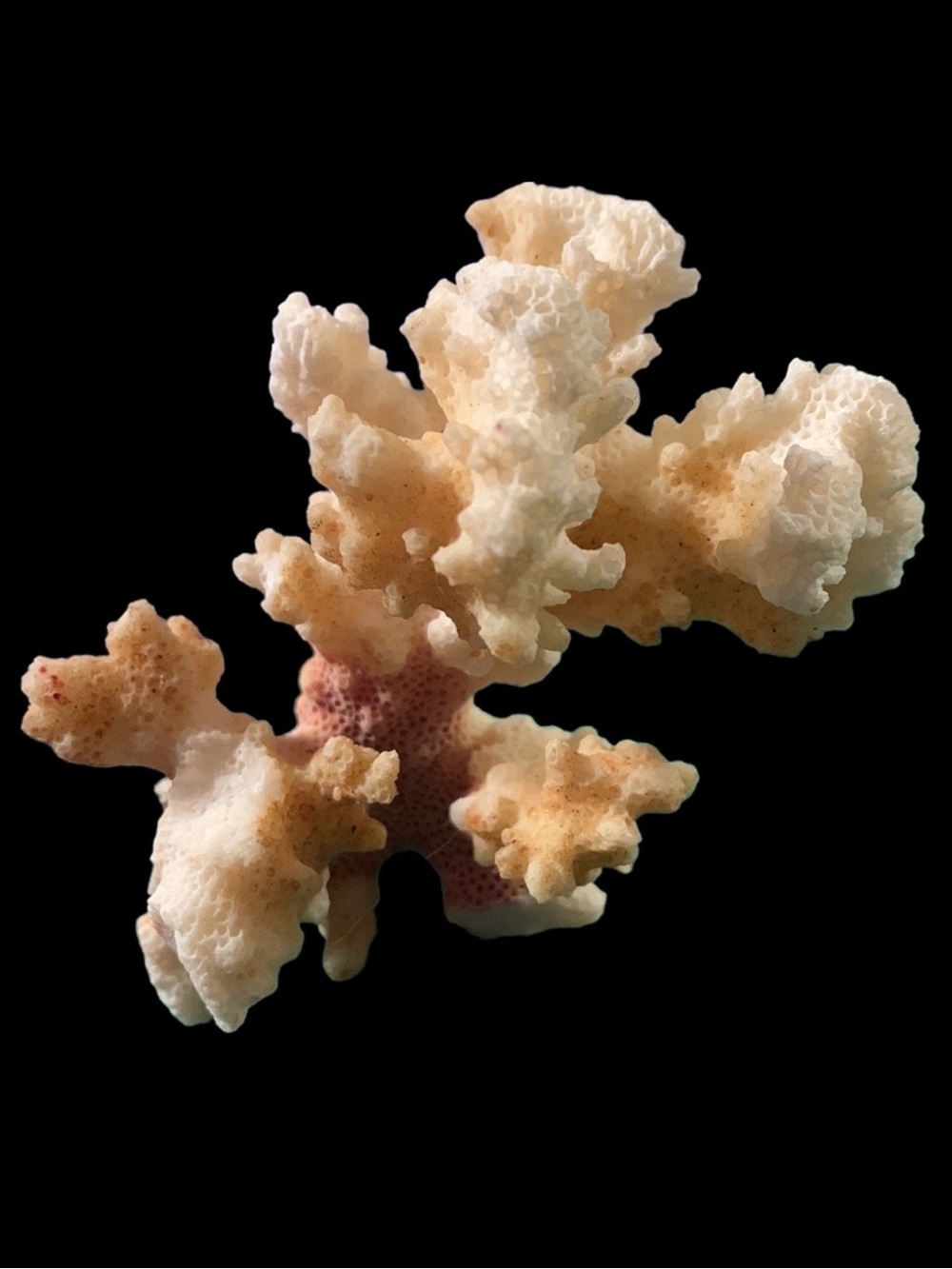 Coral branch.